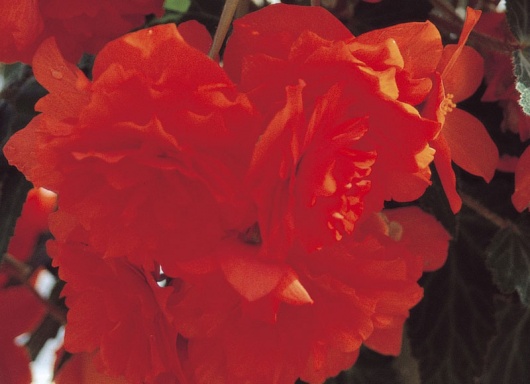 B. ‘Scarlet Pimpernel’